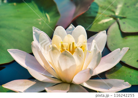 睡蓮 睡蓮 116242255