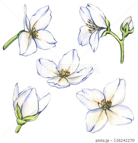 Set of jasmine elements including jasmine flowers, buds, petals, and leave. Watercolor illustration Blooming flower with leaves. Vintage style 116242270