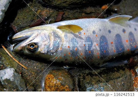 朱点とパーマークが綺麗に浮き出たアマゴ 朱点とパーマークが綺麗に浮き出たアマゴ 116242513