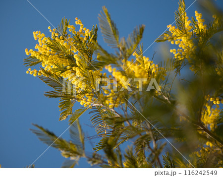 Beautiful bright yellow hairy mimosa flowers close-up. Blooming mimosa tree in early spring waves on wind. Sunny spring day. Acacia dealbata. Fluffy flowers in spring garden with sunny bokeh light Beautiful bright yellow hairy mimosa flowers close-up. Blooming mimosa tree in early spring waves on wind. Sunny spring day. Acacia dealbata. Fluffy flowers in spring garden with sunny bokeh light 116242549