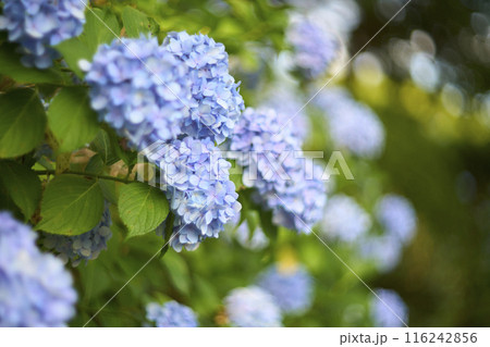アジサイの花 アジサイの花 116242856