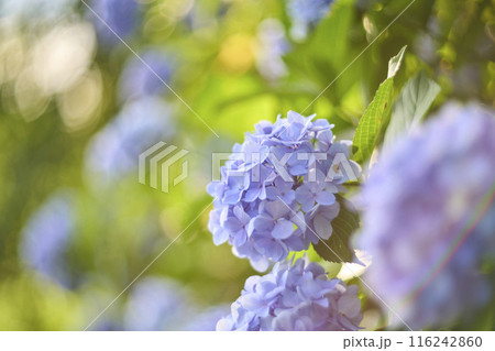 紫陽花 紫陽花 116242860