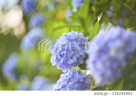 紫陽花 紫陽花 116242861