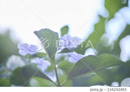 ガクアジサイの花 ガクアジサイの花 116242865
