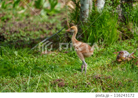 タンチョウのヒナ　北海道の生き物 116243172