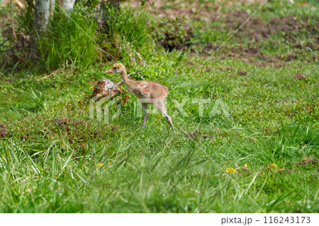 タンチョウのヒナ　北海道の生き物 116243173