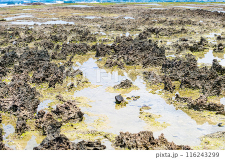 屋久島最大の隆起サンゴ礁 春田浜海水浴場(夏 屋久島最大の隆起サンゴ礁 春田浜海水浴場(夏 116243299