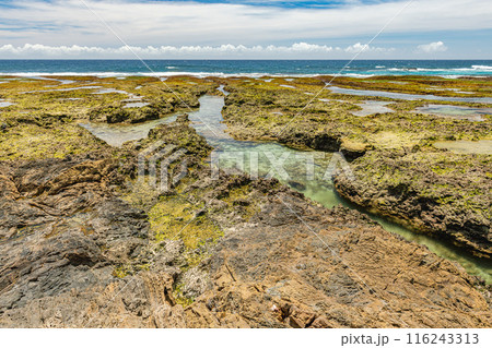 屋久島最大の隆起サンゴ礁 春田浜海水浴場(夏 屋久島最大の隆起サンゴ礁 春田浜海水浴場(夏 116243313