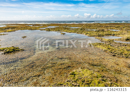 屋久島最大の隆起サンゴ礁 　春田浜海水浴場(夏 116243315