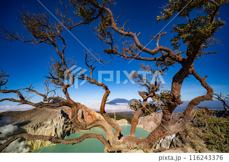 Deadwood Leafless Tree with Turquoise Water Lake,Beautiful nature Landscape mountain and green lake at Kawah Ijen volcano,East Java, Indonesia 116243376