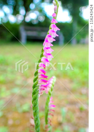 ネジバナ3（縦） 116243424