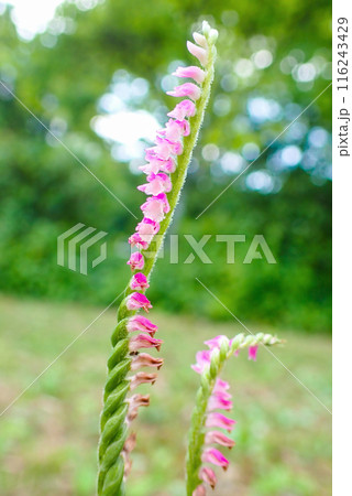 新緑とネジバナ2(縦) 新緑とネジバナ2(縦) 116243429