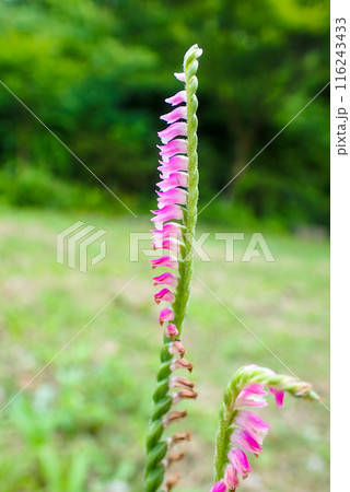 新緑とネジバナ3（縦） 116243433