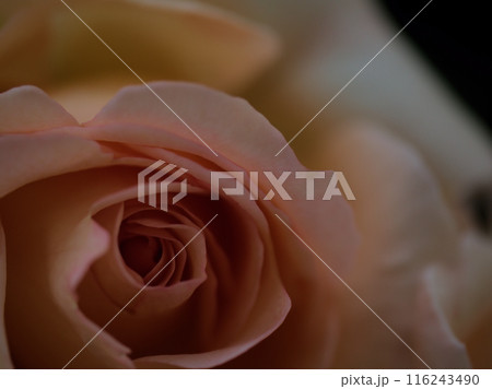 5月に咲いたピンク色の美しいバラの花「アプリコット･ネクター」 116243490