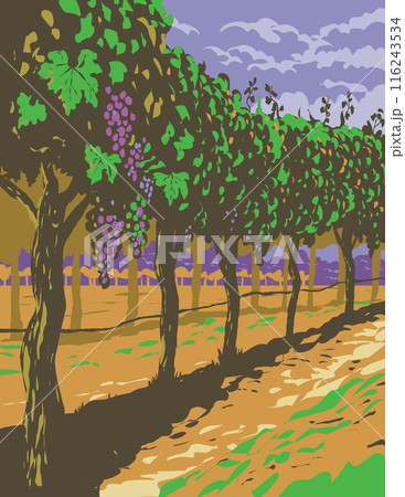 Grapevine in Vineyards of Sonoma Valley Wine Region Northern Cal Grapevine in Vineyards of Sonoma Valley Wine Region Northern Cal 116243534