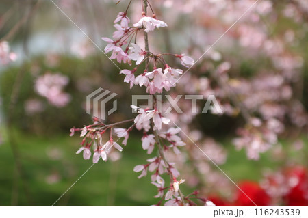 枝垂れ桜 116243539