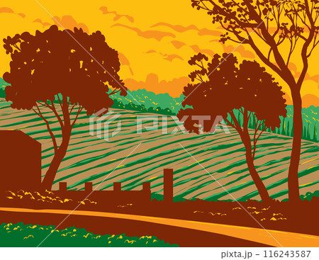 Vineyard in Napa Valley Wine Region California WPA Poster Art Vineyard in Napa Valley Wine Region California WPA Poster Art 116243587
