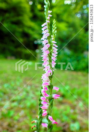 初夏のネジバナ1（縦） 116243613