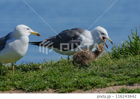 ウミネコのヒナ 北海道離島の海鳥 116243642