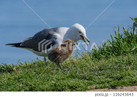 ウミネコのヒナ 北海道離島の海鳥 116243643
