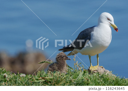 ウミネコのヒナ 北海道離島の海鳥 116243645