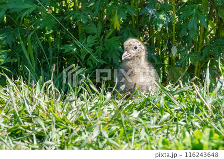 ウミネコのヒナ 北海道離島の海鳥 116243648