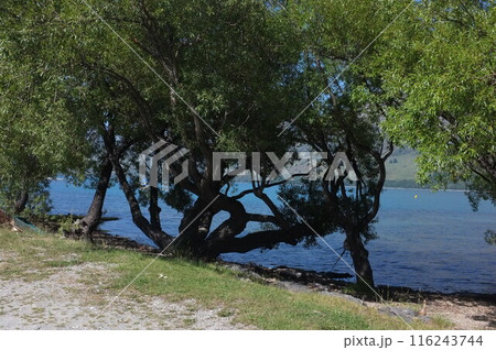 Lakeside Photo of Lake Wakatipu and The Remarkables in Glenorchy New Zealand Lakeside Photo of Lake Wakatipu and The Remarkables in Glenorchy New Zealand 116243744