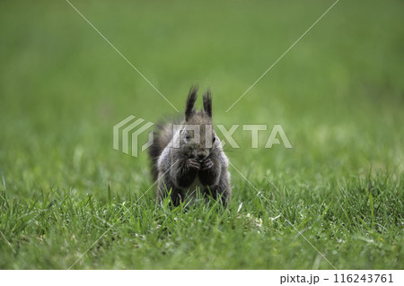 新緑の中で木の実を食べるエゾリス 116243761