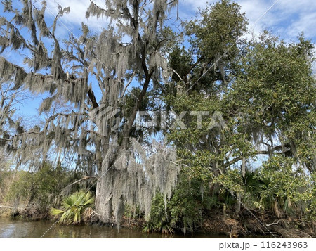 Photo of Old Man's Beard or Beard Moss in Barataria Preserve Louisiana USA. Photo of Old Man's Beard or Beard Moss in Barataria Preserve Louisiana USA. 116243963