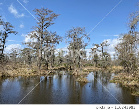 Photo of Old Man's Beard or Beard Moss in Barataria Preserve Louisiana USA. Photo of Old Man's Beard or Beard Moss in Barataria Preserve Louisiana USA. 116243983