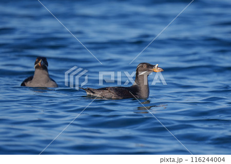 ウトウ　天売島海上からの北海道の野生動物　 116244004