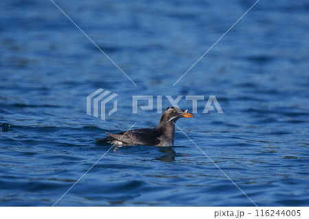 ウトウ 天売島海上からの北海道の野生動物 ウトウ 天売島海上からの北海道の野生動物 116244005