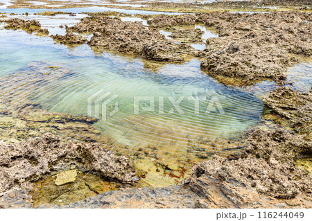 屋久島最大の隆起サンゴ礁 春田浜海水浴場(夏 屋久島最大の隆起サンゴ礁 春田浜海水浴場(夏 116244049