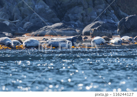 野生のゴマフアザラシ　北海道天売島の大自然 116244127