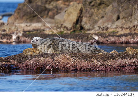 野生のゴマフアザラシ　北海道天売島の大自然 116244137