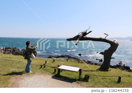 岩井崎、龍の松を携帯で撮影する女性 116244158