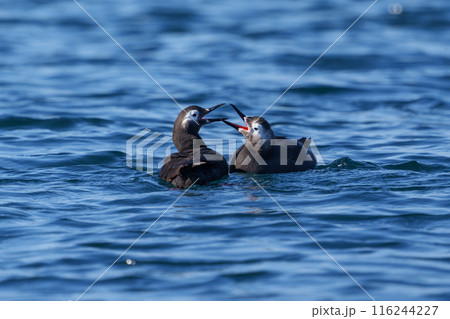 ケイマフリ　天売島　北海道の可愛い野鳥 116244227
