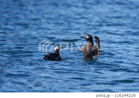 ケイマフリ 天売島 北海道の可愛い野鳥 ケイマフリ 天売島 北海道の可愛い野鳥 116244229