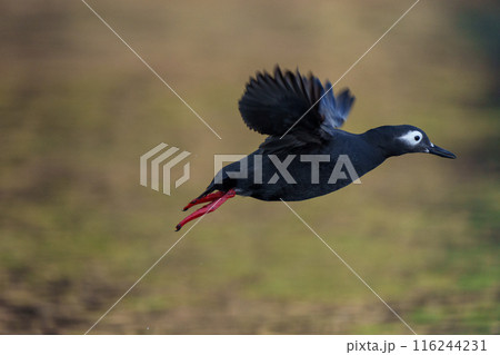 ケイマフリ　天売島　北海道の可愛い野鳥 116244231