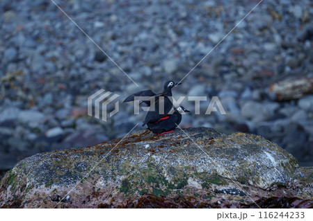 ケイマフリ 天売島 北海道の可愛い野鳥 ケイマフリ 天売島 北海道の可愛い野鳥 116244233