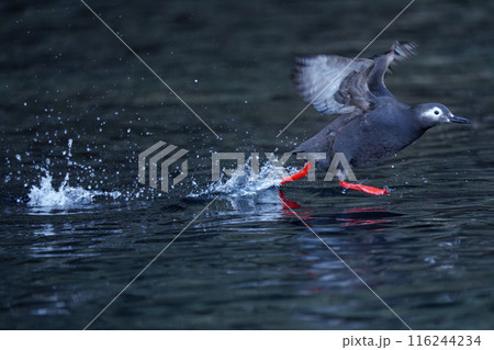 ケイマフリ 天売島 北海道の可愛い野鳥 ケイマフリ 天売島 北海道の可愛い野鳥 116244234