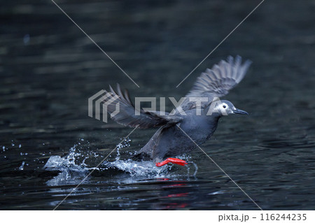 ケイマフリ 天売島 北海道の可愛い野鳥 ケイマフリ 天売島 北海道の可愛い野鳥 116244235