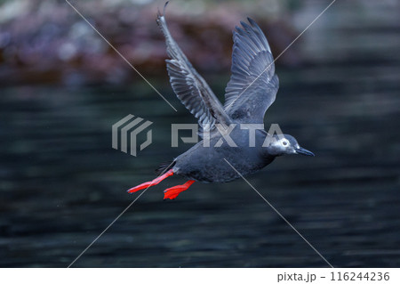 ケイマフリ 天売島 北海道の可愛い野鳥 ケイマフリ 天売島 北海道の可愛い野鳥 116244236