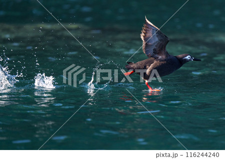 ケイマフリ 天売島 北海道の可愛い野鳥 ケイマフリ 天売島 北海道の可愛い野鳥 116244240