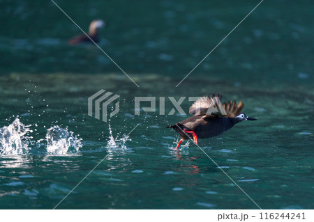 ケイマフリ　天売島　北海道の可愛い野鳥 116244241