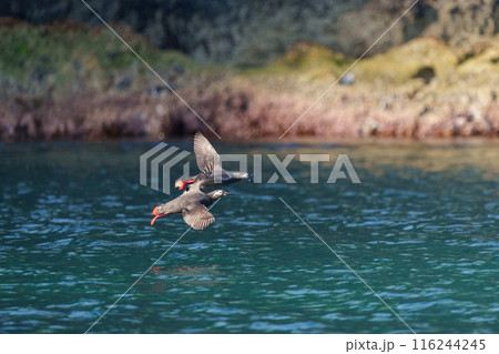ケイマフリ　天売島　北海道の可愛い野鳥 116244245