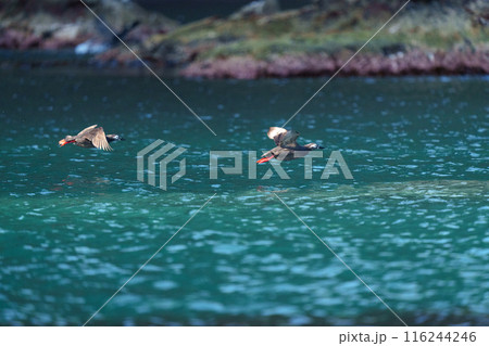 ケイマフリ 天売島 北海道の可愛い野鳥 ケイマフリ 天売島 北海道の可愛い野鳥 116244246