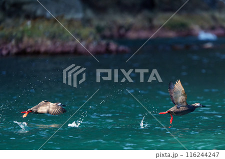 ケイマフリ　天売島　北海道の可愛い野鳥 116244247