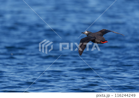 ケイマフリ 天売島 北海道の可愛い野鳥 ケイマフリ 天売島 北海道の可愛い野鳥 116244249