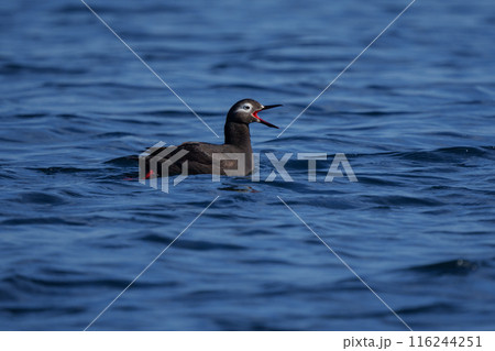 ケイマフリ 天売島 北海道の可愛い野鳥 ケイマフリ 天売島 北海道の可愛い野鳥 116244251